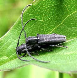 Phytoecia nigricornis (Fabricius, 1781)
