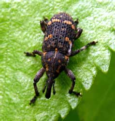 Pissodes pini (Linnaeus, 1758)