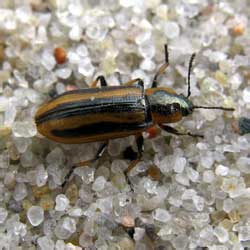 Prasocuris phellandrii (Linnaeus, 1758)
