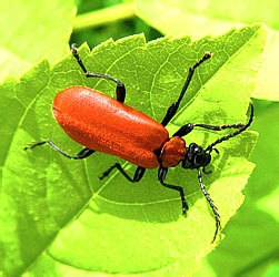 Pyrochroa coccinea (Linnaeus, 1761)