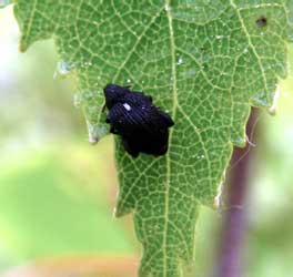 Rhynchaenus (Tachyerges) stigma Germar, 1827