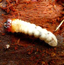 Rhagium inquisitor (Linnaeus, 1758)