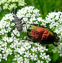 Rhagium mordax (De Geer, 1775) et Cetonia aurata (Linnaeus, 1758) (Scarabaeidae)