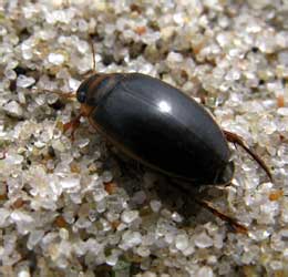 Rhantus notaticollis Aube, 1836