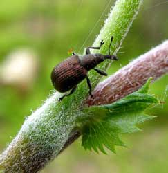 Rhynchites cupreus (Linnaeus, 1758)