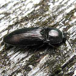 Selastosomus aeneus (Linnaeus, 1758)