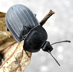 Silpha carinata Herbst, 1783