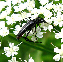 Stenurella nigra (Linnaeus, 1758)