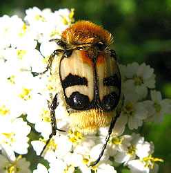 Trichius fasciatus (Linnaeus, 1758)