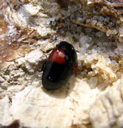 Tritoma subbasalis (Reitter, 1896) [=jakowlewi (Semenow, 1898)]