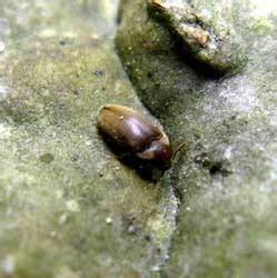Trixagus dermestoides (Linnaeus, 1767)