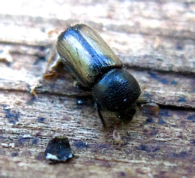 Trypodendron domesticum (Linnaeus, 1758)