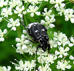 Valgus hemipterus (Linnaeus, 1758)