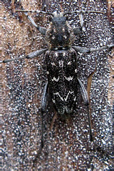 Xylotrechus rusticus (Linnaeus, 1758)