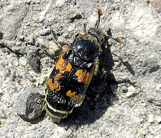 Nicrophorus vespillo (Linnaeus, 1758)</b> - det. L.Egorov