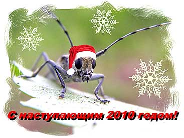dina_2010.jpg
