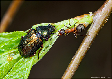 Lucanidae: Platycerus caraboides (Linnaeus, 1758)