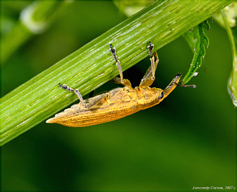 Curculionidae: Lixus iridis (Olivier, 1807)