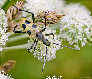 Cerambycidae: Pachyta quadrimaculata (Linnaeus, 1758)