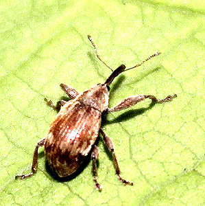 Furcipes rectirostris