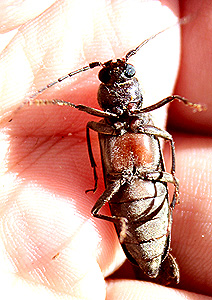 Arhopalus ferus (Mulsant, 1839)