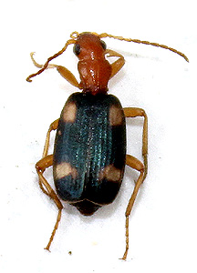 Brachinus sp.