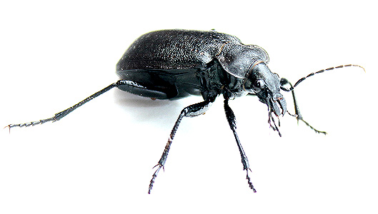 Calosoma (Caminara) denticolle Gebler, 1833