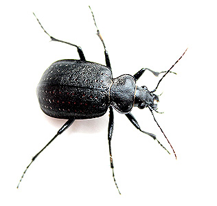 Calosoma (Caminara) denticolle Gebler, 1833
