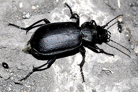 Calosoma (Campalita) auropunctatum Herbst, 1784