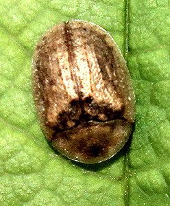 ? Hypocassida subferruginea