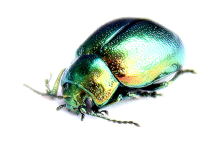 Chrysolina ? herbacea (? graminis)