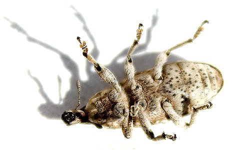 Cyphocleonus dealbatus
