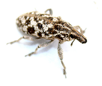 Cyphocleonus dealbatus