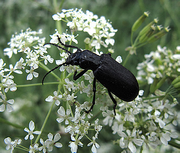 Oedemeridae: Ditylus laevis (Fabricius, 1758)