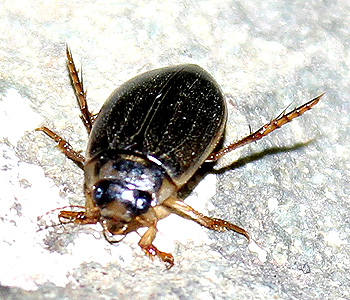 Dytiscus sp.