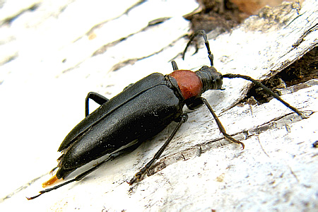 Leptura (Macroleptura) thoracica Creutzer, 1799