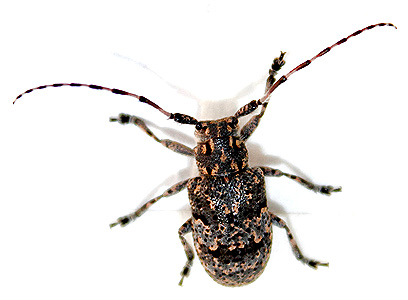 Mesosa myops