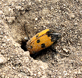Mylabris quadripunctata L.