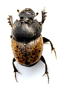 Onthophagus vacca