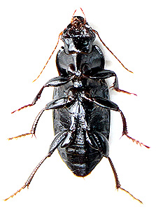 Ophonus calceatus