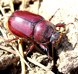 Oryctes nasicornis L.