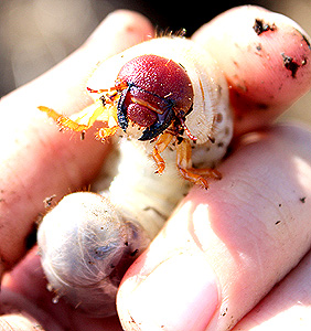 Oryctes nasicornis L.