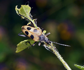 Pachyta-quadrimaculata-1.jpg
