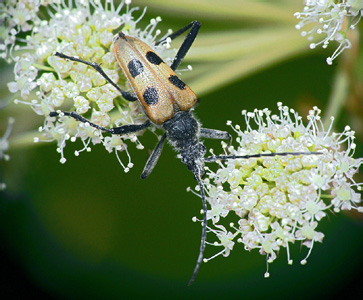 Pachyta-quadrimaculata-5.jpg