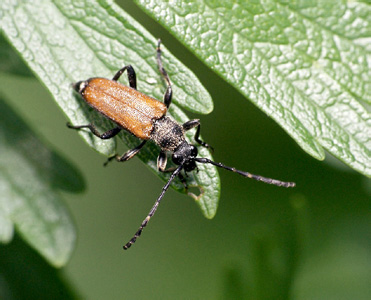 Paracorymbia-maculicornis-3.jpg