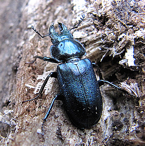 Lucanidae: Platycerus caprea (De Geer, 1774)