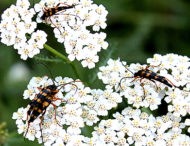 Strangalia attenuata L.