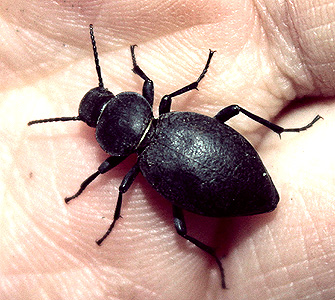 Tentyria nomas Pall.