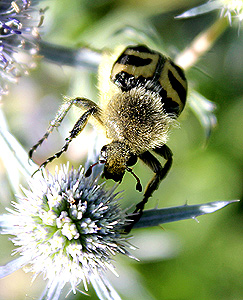 Trichius fasciatus