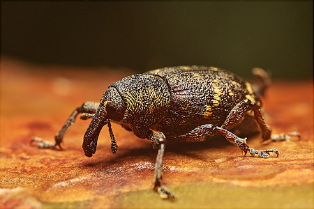 Meloe violaceus Marsham, 1802